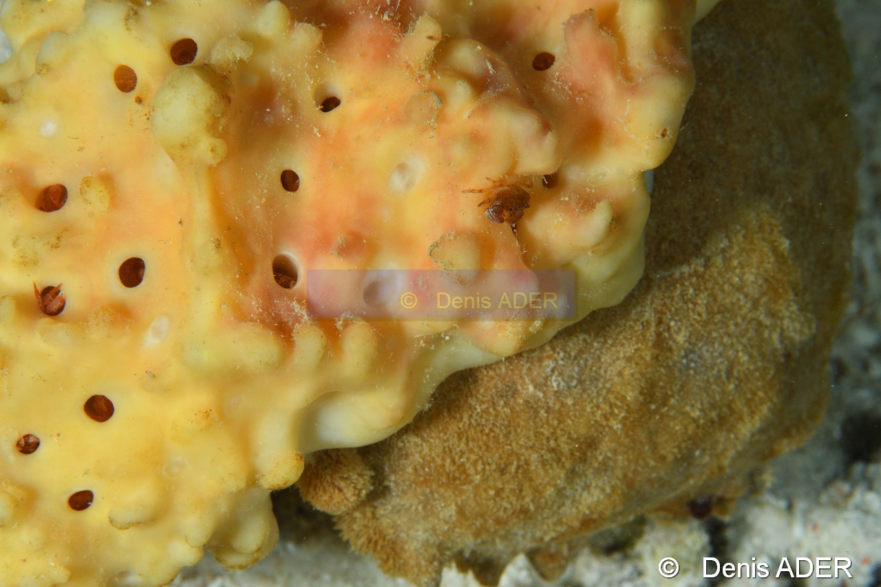 Genre-espece-Tumidodromia dormia Wakatobi Moga Island-4m-20180530nuit-Denis-ADER-DSC_2484_tn.jpg